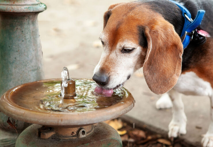 ¿Por qué mi perro bebe mucha agua?
