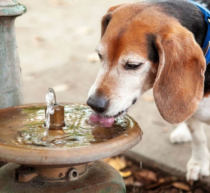 ¿Por qué mi perro bebe mucha agua?