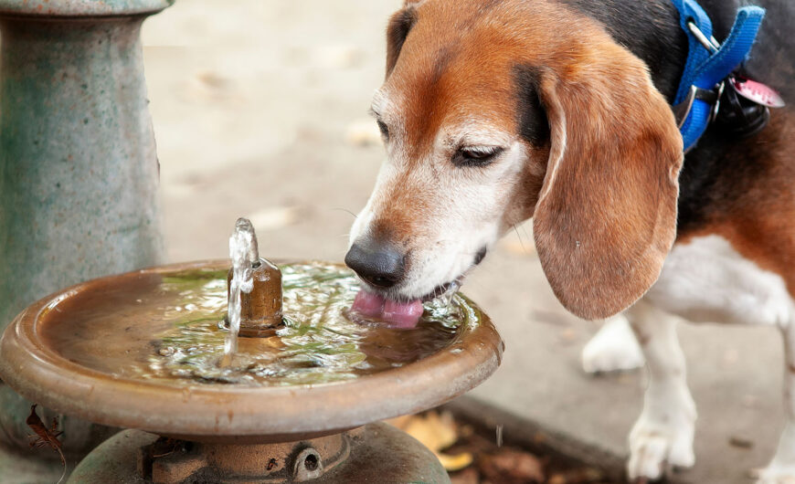 ¿Por qué mi perro bebe mucha agua?