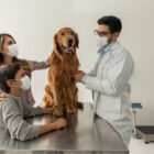 ¿Los perros pueden tener resfriados o gripe?