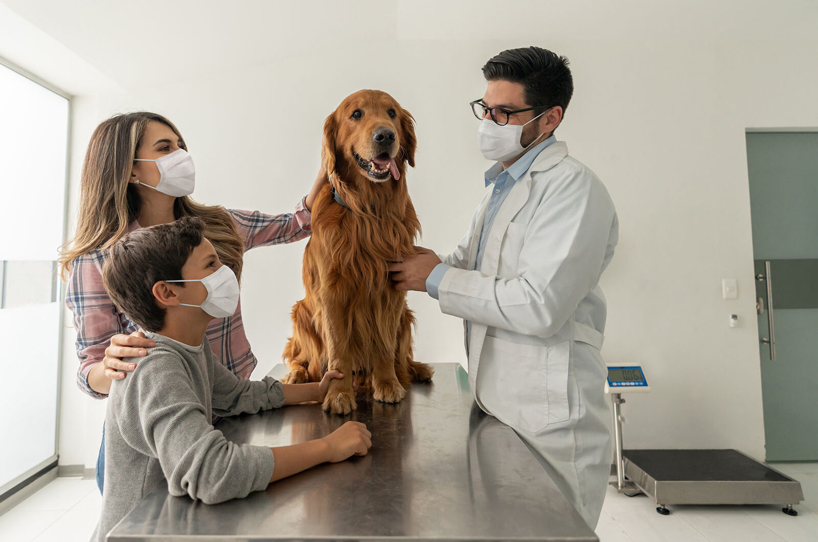 ¿Los perros pueden tener resfriados o gripe?