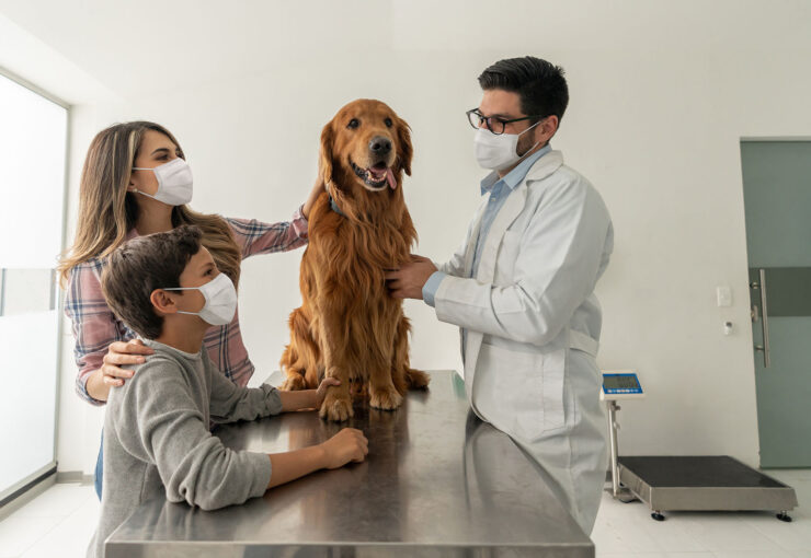 ¿Los perros pueden tener resfriados o gripe?