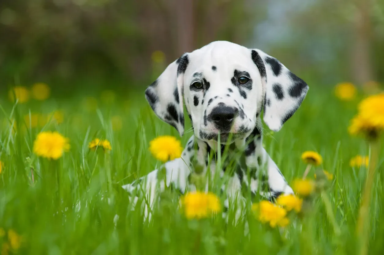 Raza de perro Dálmata: características físicas y carácter