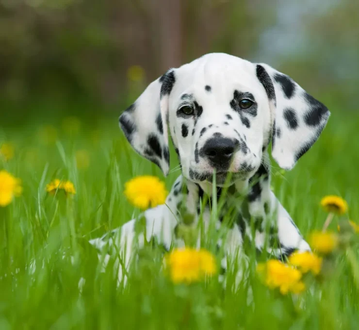 Raza de perro Dálmata: características físicas y carácter