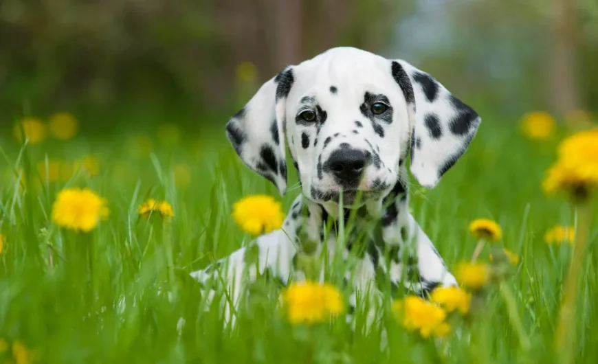 Raza de perro Dálmata: características físicas y carácter