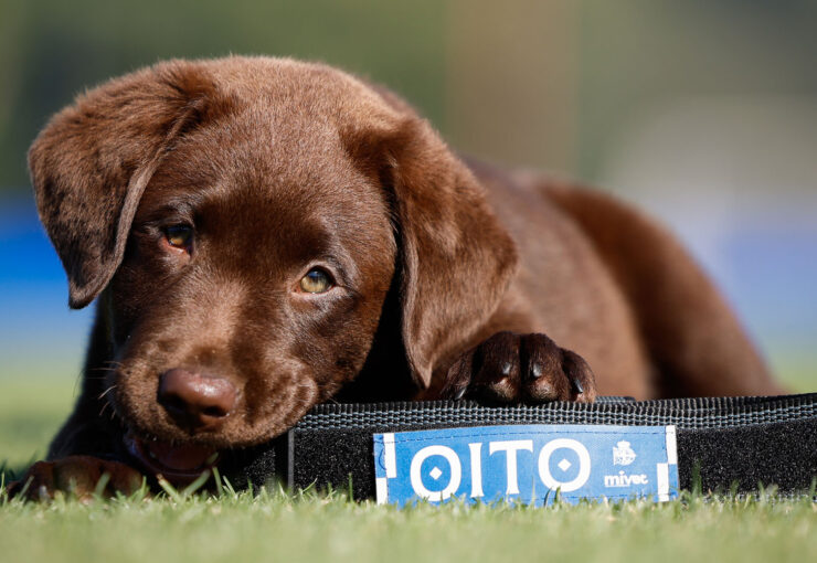 MiVet, veterinario oficial de Oito, la nueva mascota del RC Deportivo