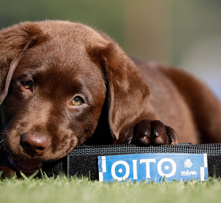 MiVet, veterinario oficial de Oito, la nueva mascota del RC Deportivo