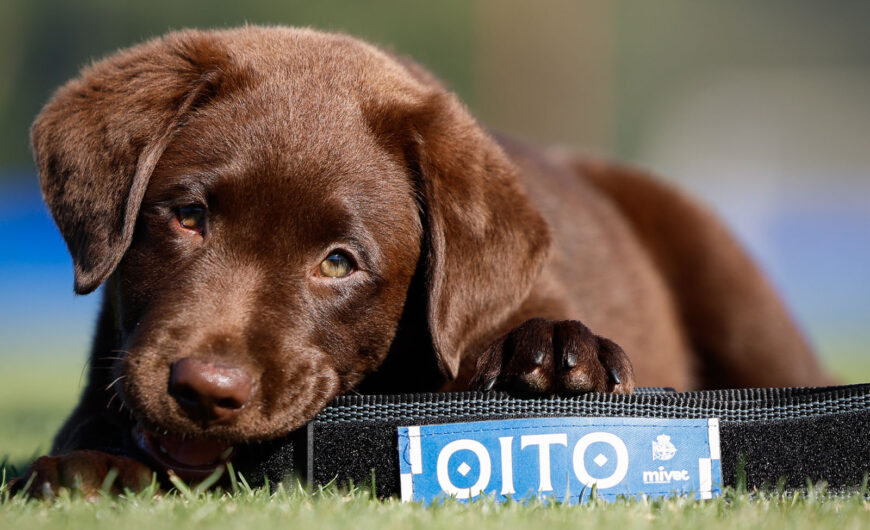 MiVet, veterinario oficial de Oito, la nueva mascota del RC Deportivo