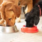 ¿Qué es la dieta BARF para perros?