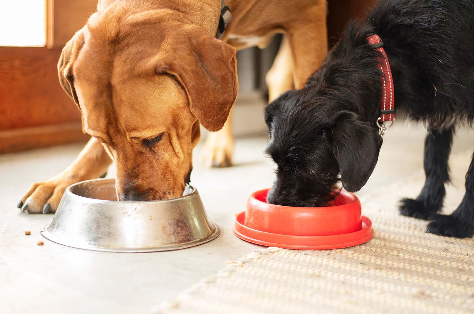 ¿Qué es la dieta BARF para perros?