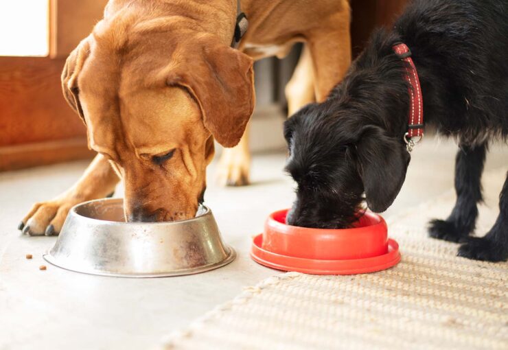 ¿Qué es la dieta BARF para perros?