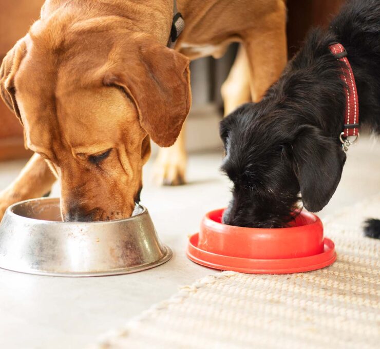 ¿Qué es la dieta BARF para perros?
