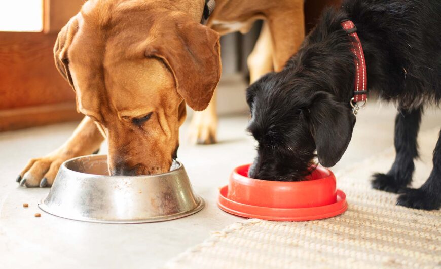 ¿Qué es la dieta BARF para perros?