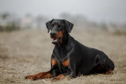 Raza de perro dóberman: carácter, características y cuidados