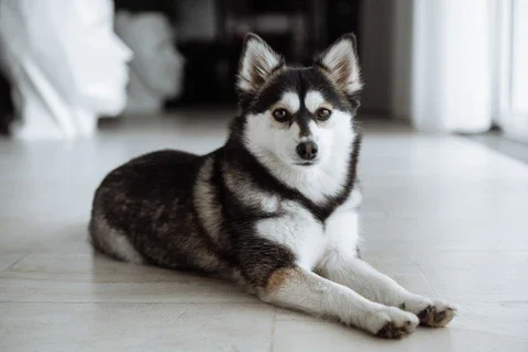 Pomsky: características y cuidados