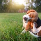 Cómo quitar una garrapata a un perro paso a paso
