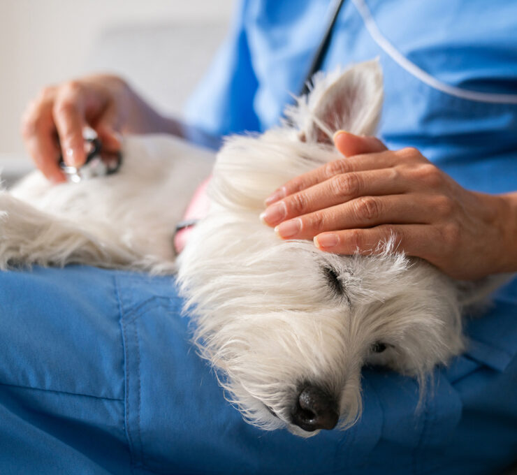 ¿Qué hacer si mi perro tiene diarrea?