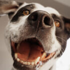 ¿Cómo eliminar el mal aliento en perros?