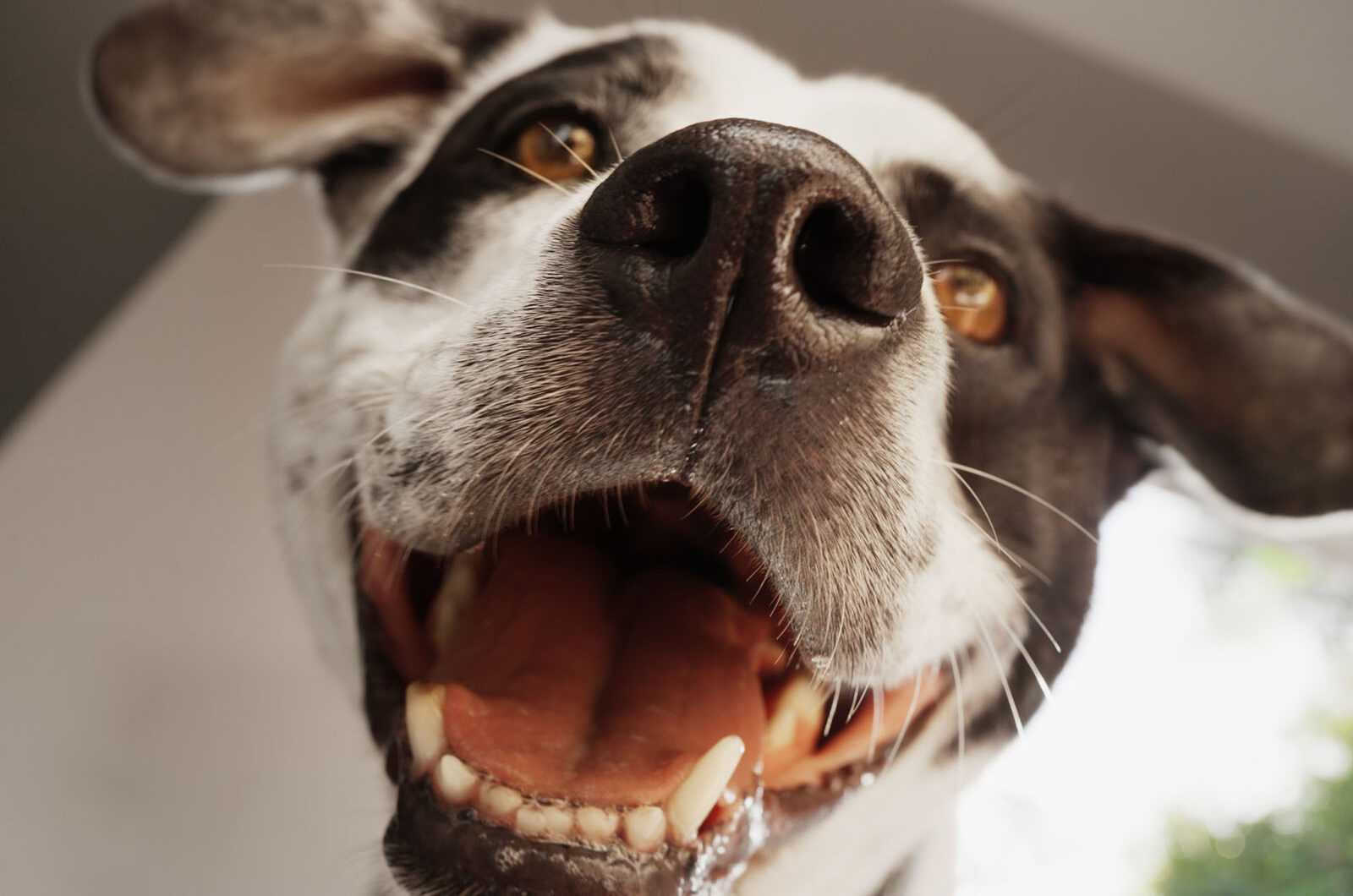¿Cómo eliminar el mal aliento en perros?