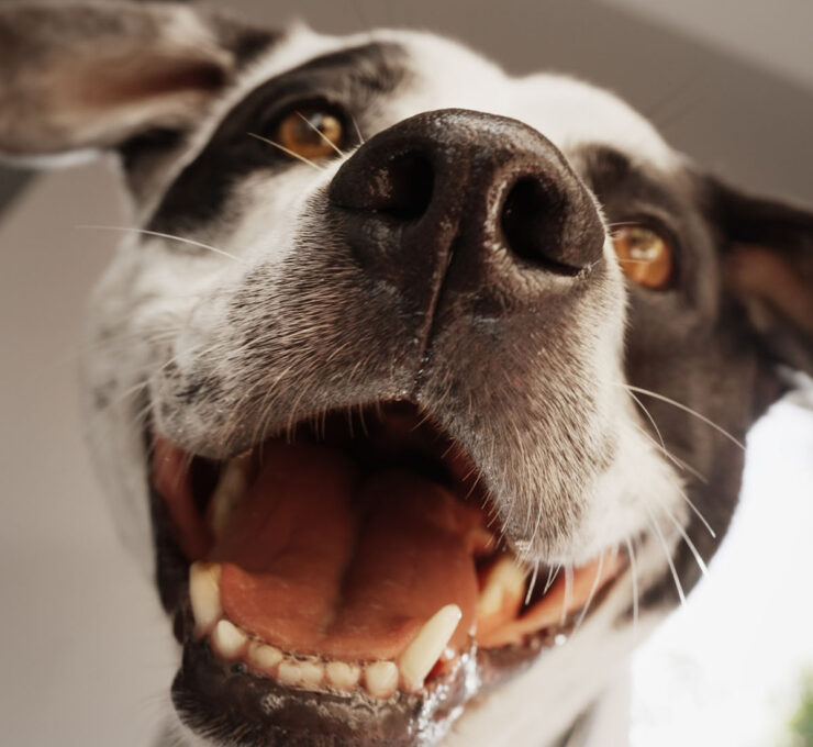 ¿Cómo eliminar el mal aliento en perros?