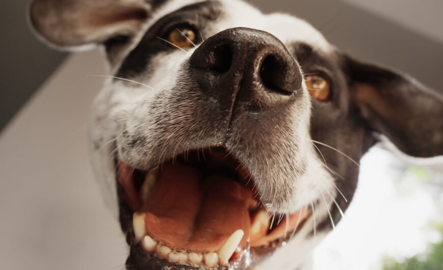 ¿Cómo eliminar el mal aliento en perros?