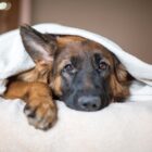¿Qué es y cómo tratar el moquillo en perros?