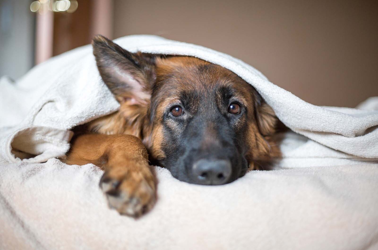¿Qué es y cómo tratar el moquillo en perros?
