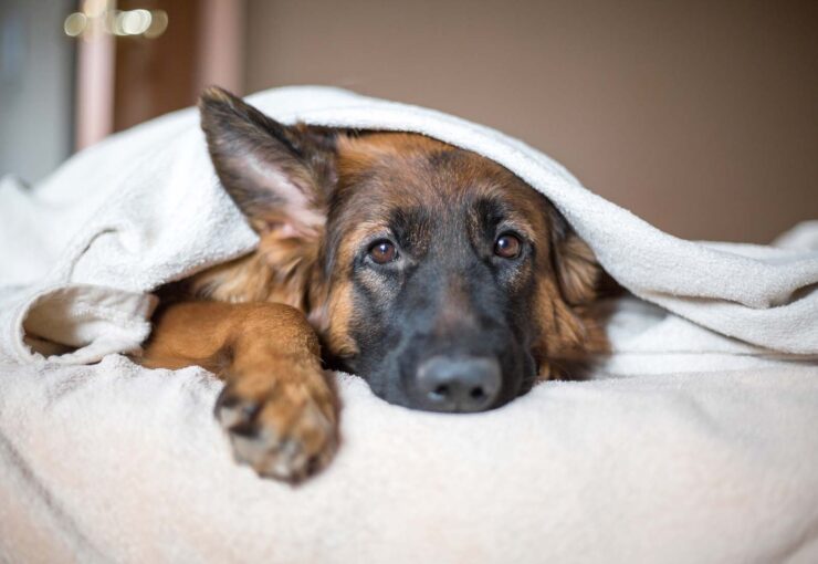 ¿Qué es y cómo tratar el moquillo en perros?