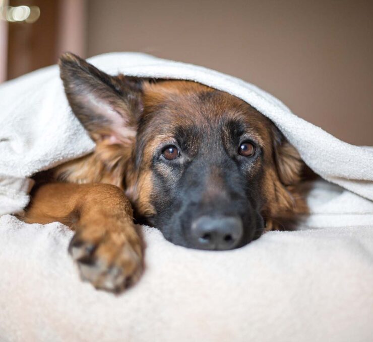 ¿Qué es y cómo tratar el moquillo en perros?