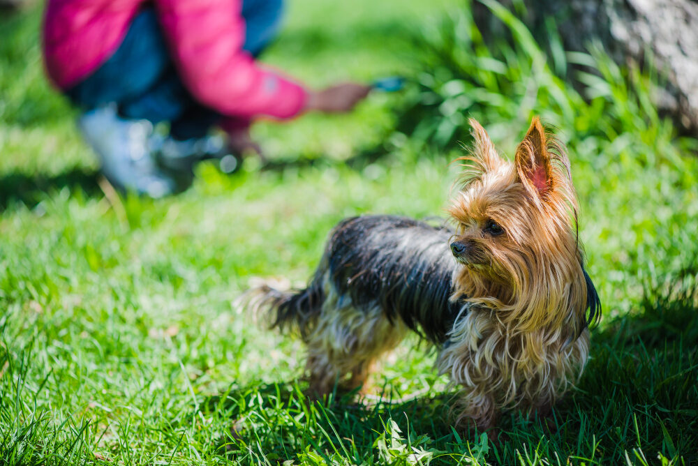 Yorkshire Terrier