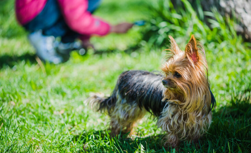 Yorkshire Terrier