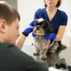 Glaucoma en perros: síntomas y tratamiento