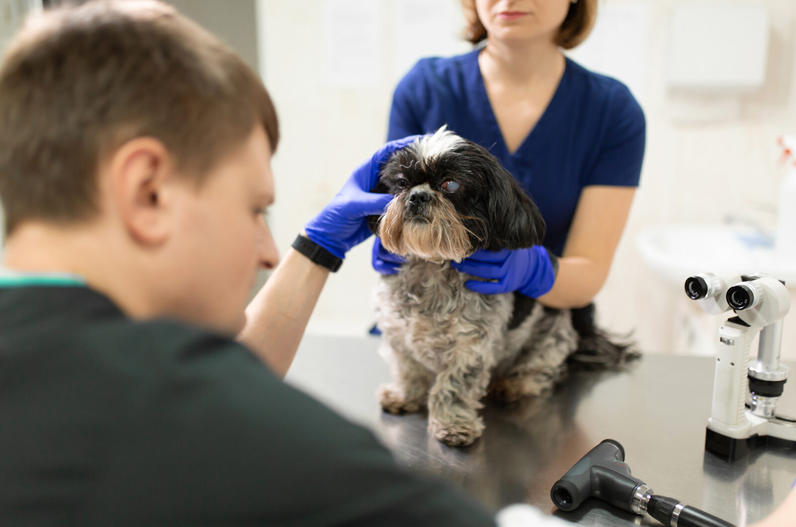Glaucoma en perros: síntomas y tratamiento