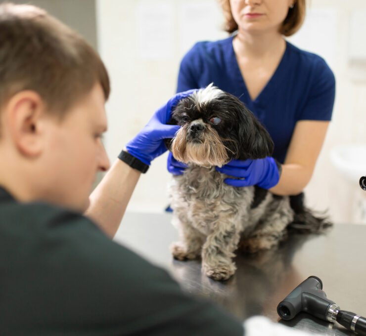 Glaucoma en perros: síntomas y tratamiento