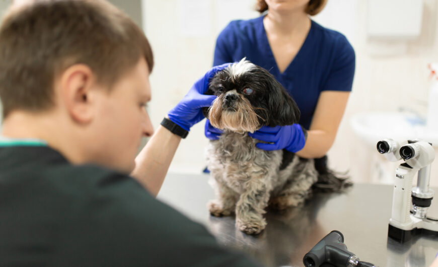 Glaucoma en perros: síntomas y tratamiento