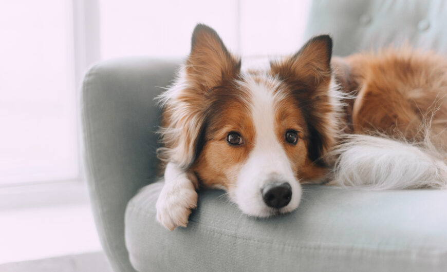 Pancreatitis en perros: síntomas y tratamiento