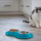 ¿Por qué mi gato no come?