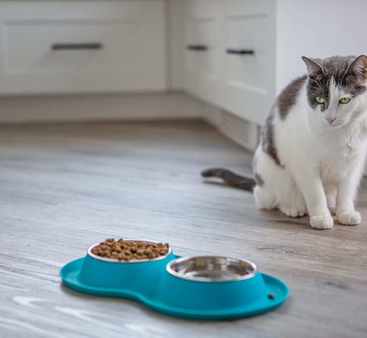 ¿Por qué mi gato no come?