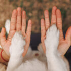 One Health: conectando bienestar animal y salud global