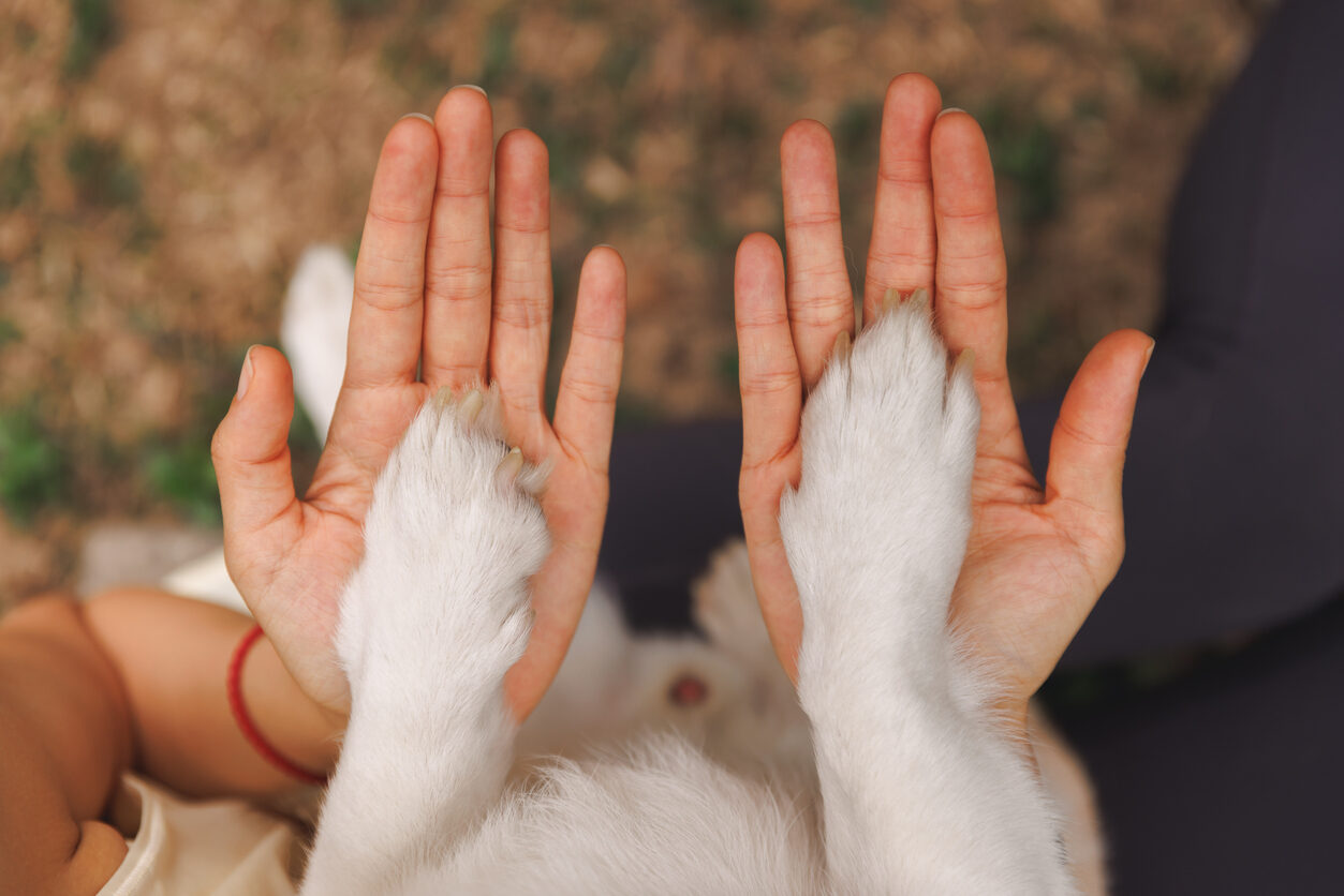 One Health: conectando bienestar animal y salud global