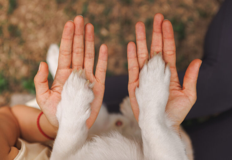 One Health: conectando bienestar animal y salud global