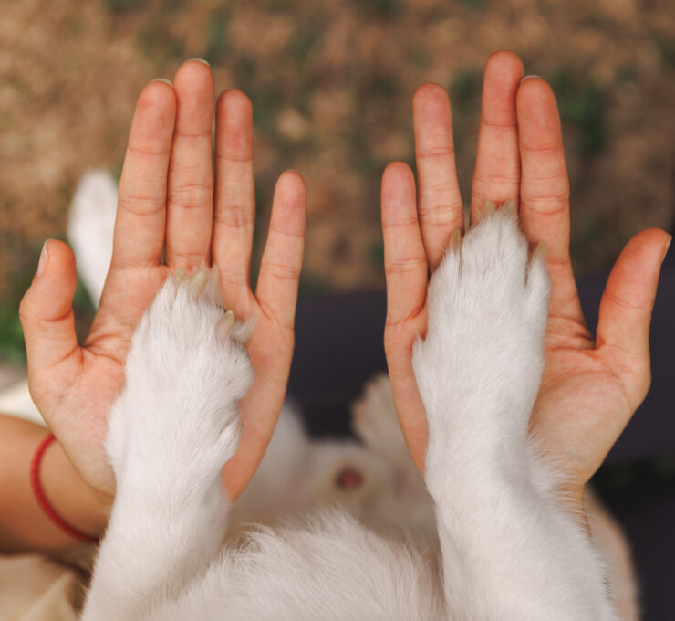 One Health: conectando bienestar animal y salud global One Health: conectando bienestar animal y salud global