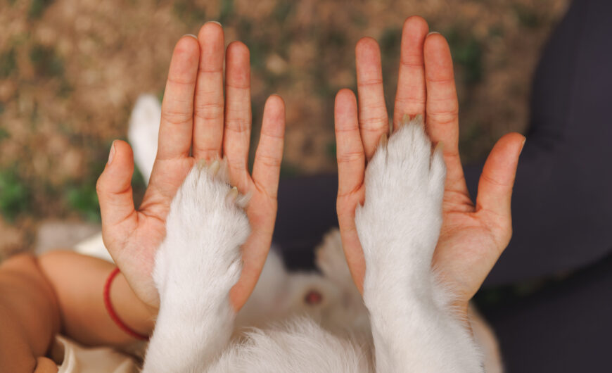One Health: conectando bienestar animal y salud global