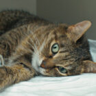 Pancreatitis en gatos: causas, síntomas y tratamiento Pancreatitis en gatos: causas, síntomas y tratamiento