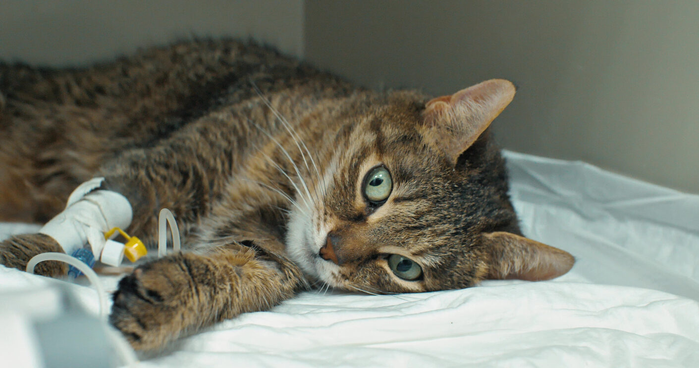 Pancreatitis en gatos: causas, síntomas y tratamiento Pancreatitis en gatos: causas, síntomas y tratamiento