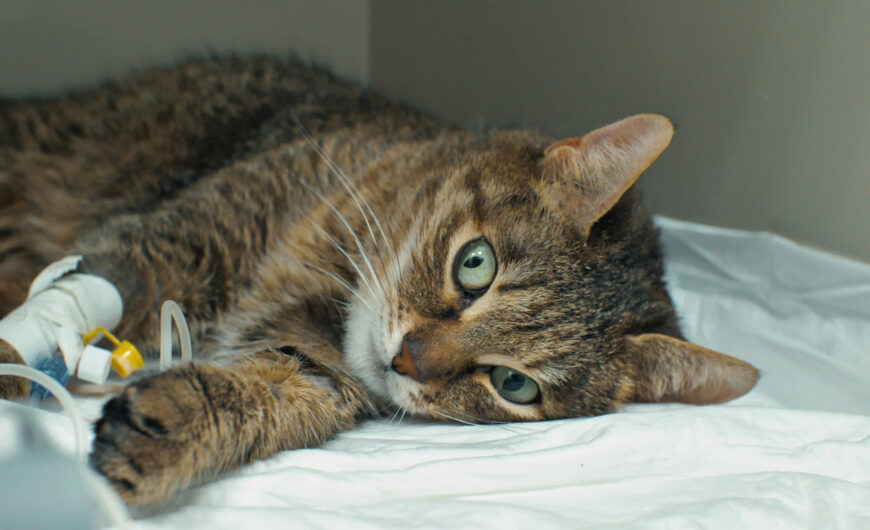 Pancreatitis en gatos: causas, síntomas y tratamiento