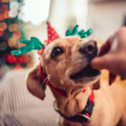 10 alimentos navideños prohibidos para los perros 10 alimentos navideños prohibidos para los perros