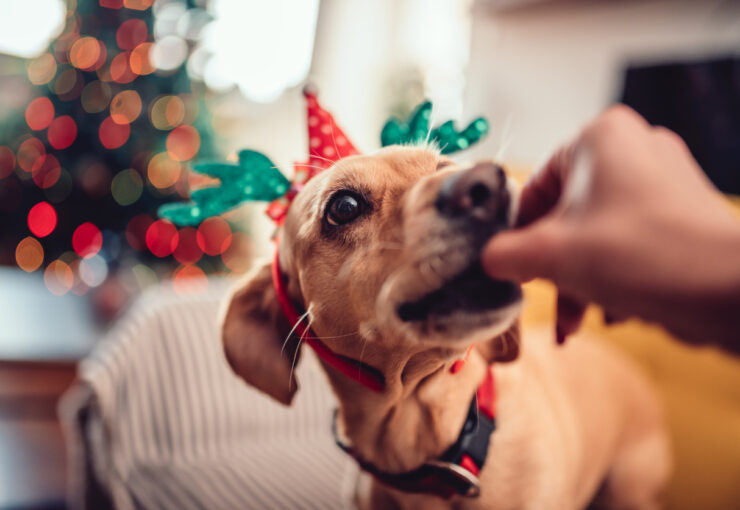 10 alimentos navideños prohibidos para los perros