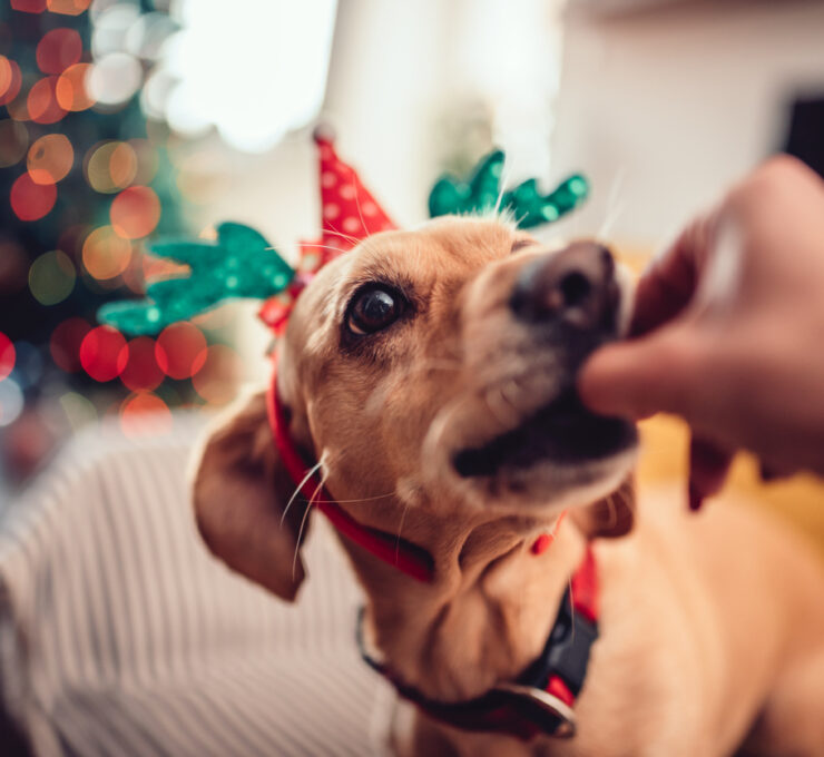 10 alimentos navideños prohibidos para los perros 10 alimentos navideños prohibidos para los perros