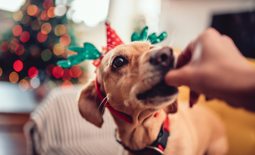 10 alimentos navideños prohibidos para los perros